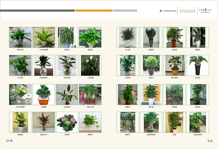 廣州花場(chǎng)苗木畫冊(cè)設(shè)計(jì),花場(chǎng)苗木畫冊(cè)設(shè)計(jì)公司 廣州花場(chǎng)苗木畫冊(cè)設(shè)計(jì),花場(chǎng)苗木畫冊(cè)設(shè)計(jì)公司