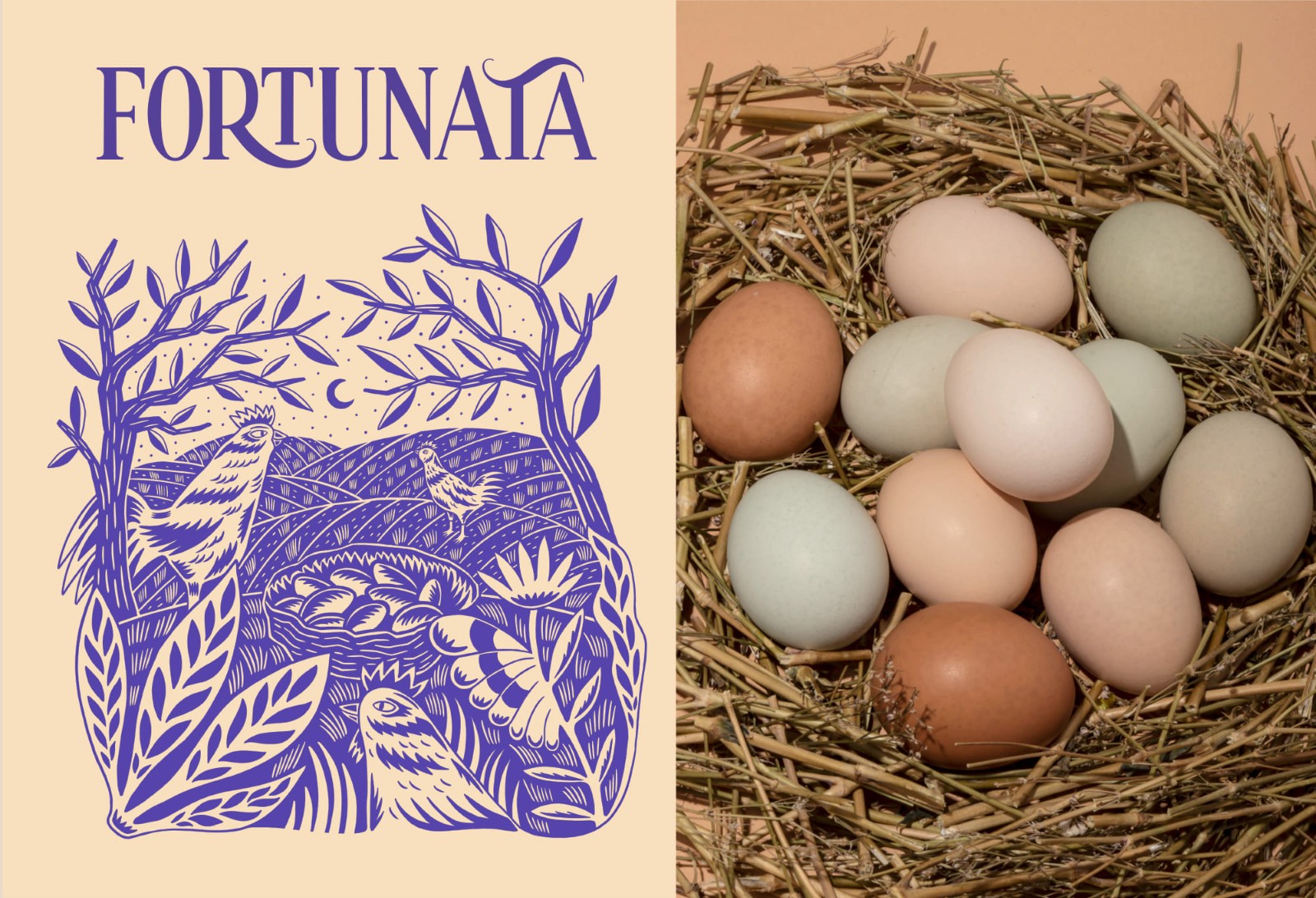 土雞蛋包裝設(shè)計,土雞蛋包裝設(shè)計公司 土雞蛋包裝設(shè)計,土雞蛋包裝設(shè)計公司